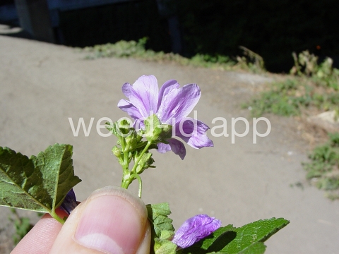 mallow, high